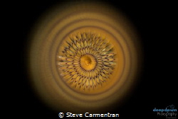 Picture of a spirograph taken at the dive sport of Ix-Xin... by Steve Carmentran 